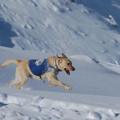 rescue dog