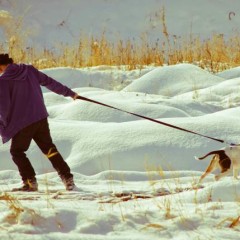 dog pulling on leash