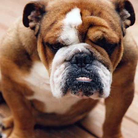 Bulldog