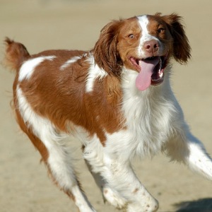 Brittany dog breed