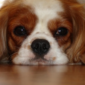 Cavalier King Charles Spaniel dog breed