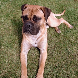 Bullmastiff dog breed