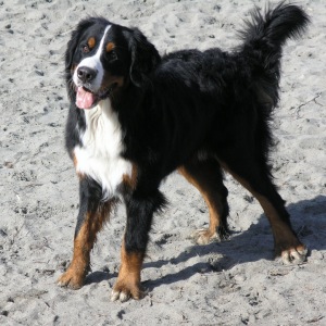 Bernese Mountain Dog