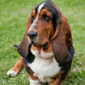 Basset Hound