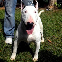 Bull Terrier