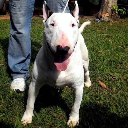 Bull Terrier