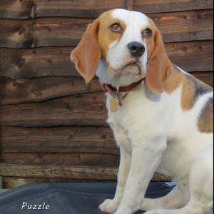 Beagle dog breed