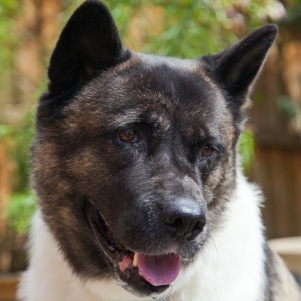American Akita