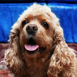 American Cocker Spaniel