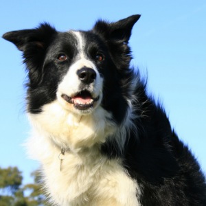 Border Collie dog breed