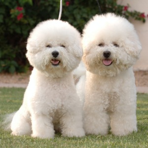 Bichon Frise dog breed