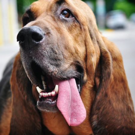 Bloodhound dog breed