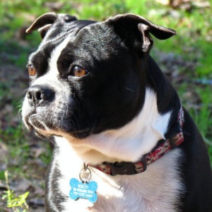 Boston Terrier dog breed