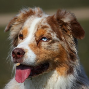 Australian Shepherd