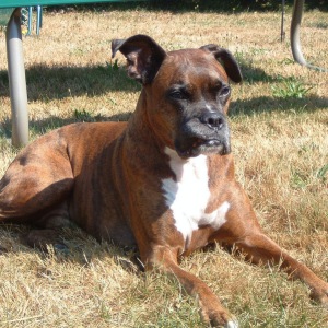 Boxer