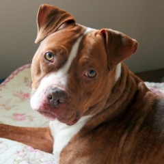 pit bull