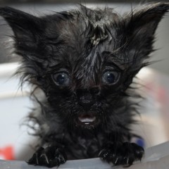 cat fleas