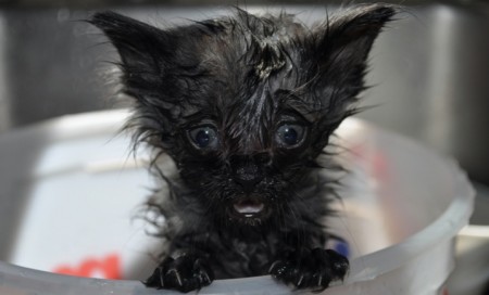 cat fleas